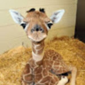 Meet your Posher, Irene